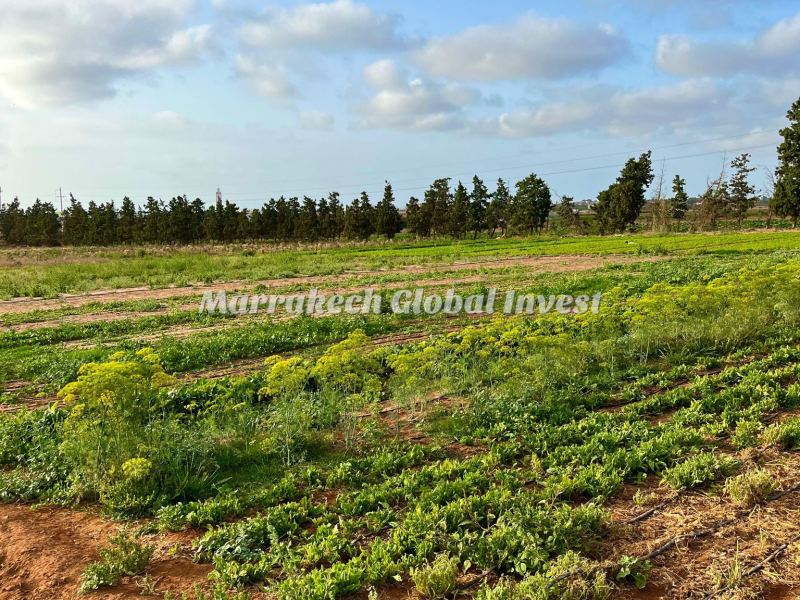 Ferme de 4,8 hectares avec villa à vendre – Ben Yekhlaf, Mohammedia